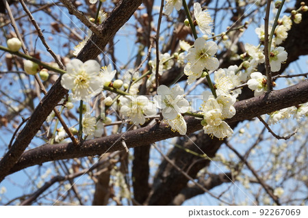 Plum blossom  92267069