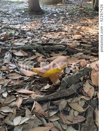 Flat big mushroom Flat big mushroom 92267426