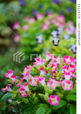 入口處新鮮的 torenia 花壇 92267543