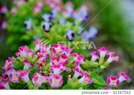 入口處新鮮的 torenia 花壇 92267562