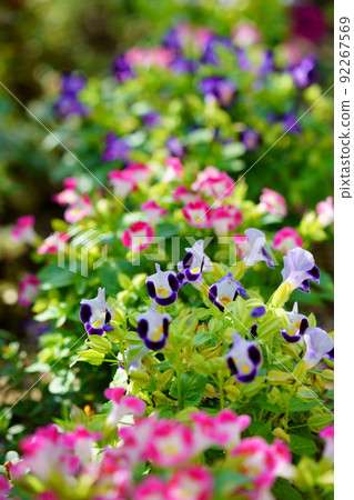 入口處新鮮的 torenia 花壇 92267569