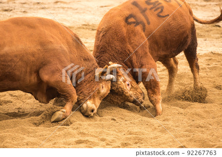 Qingdao Cow Fighting Competition Qingdao Cow Fighting Competition 92267763