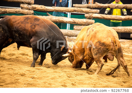 Qingdao Cow Fighting Competition Qingdao Cow Fighting Competition 92267768