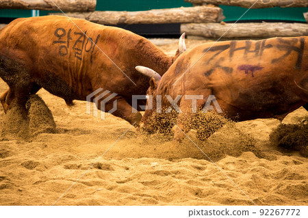 Qingdao Cow Fighting Competition 92267772