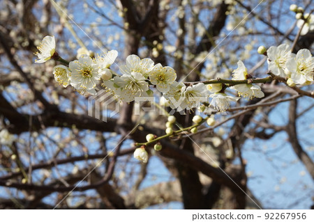 梅花 梅花 92267956