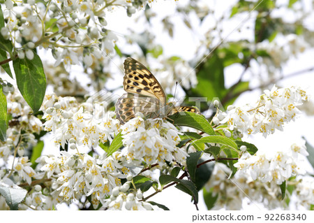 Midori Hyouton 92268340