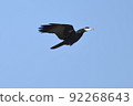 走烏鴉 92268643