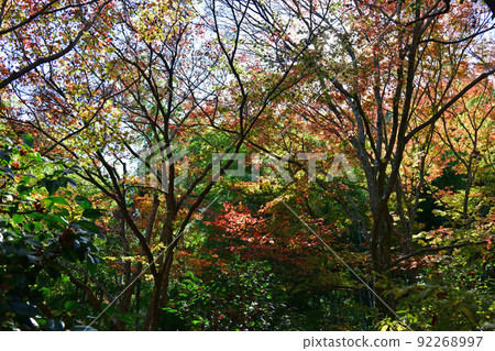 Autumn leaves gradation 92268997