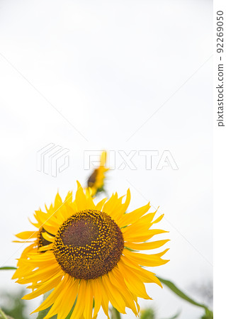 sunflower	 92269050