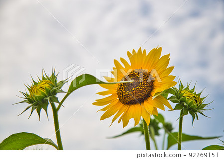 向日葵 向日葵 92269151