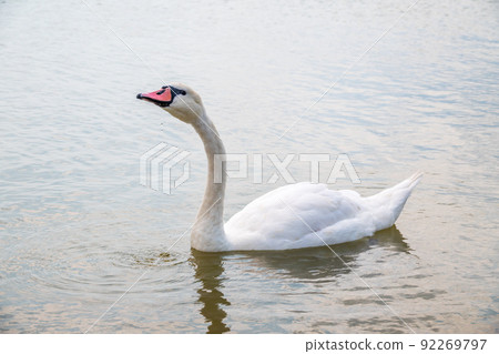 Graceful white Swan swimming in the lake, swans in the wild. Portrait of a white swan swimming on a lake. 92269797