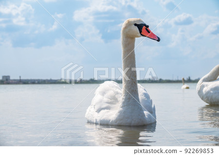 Graceful white Swan swimming in the lake, swans in the wild. Portrait of a white swan swimming on a lake. 92269853