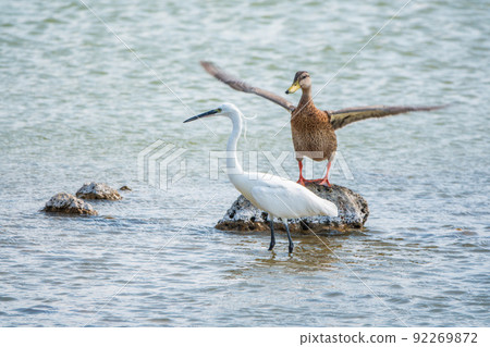 The small white heron or Little egret stands in the lake The small white heron or Little egret stands in the lake 92269872