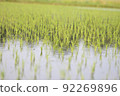 稻田視圖 92269896