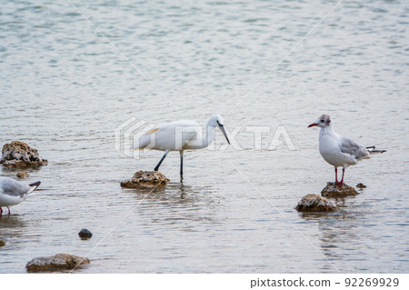 The small white heron or Little egret stands in the lake 92269929
