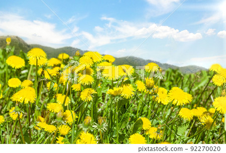 Bright yellow dandelions against a blue sky Bright yellow dandelions against a blue sky 92270020