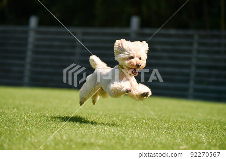 Toy poodle playing with dog run 92270567