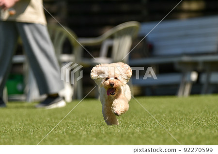 使用與狗奔跑的玩具獅子狗 92270599