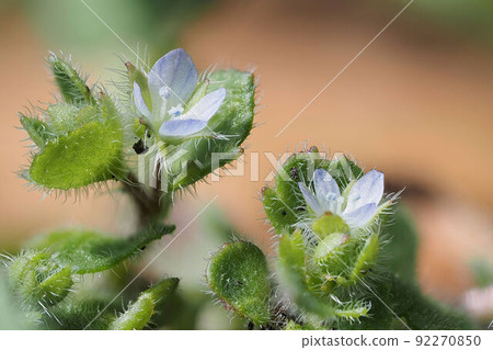 維羅尼卡Hederifolia 維羅尼卡Hederifolia 92270850