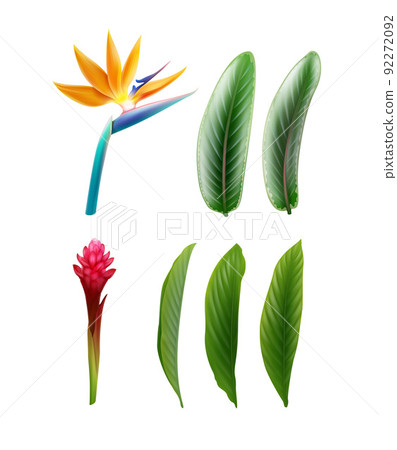 Bird of Paradise and Red Ginger 92272092