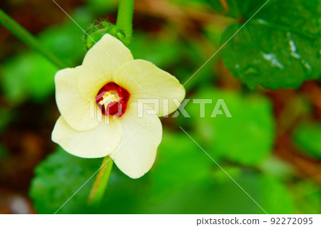 Summer vegetables okra flowers Summer vegetables okra flowers 92272095