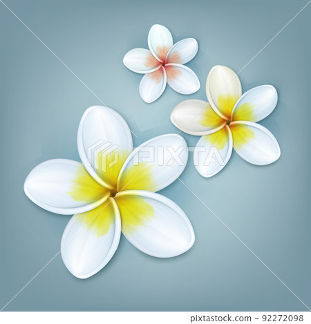 White Plumeria flowers White Plumeria flowers 92272098