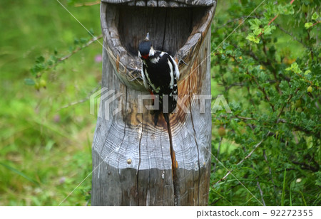 The Large mottled Woodpecker (Lat. Dendrocopos major) is sitting with his back to us on a wooden trough. The feeder is made by hand from a wooden trunk. Summer landscape The Large mottled Woodpecker (Lat. Dendrocopos major) is sitting with his back to us on a wooden trough. The feeder is made by hand from a wooden trunk. Summer landscape 92272355