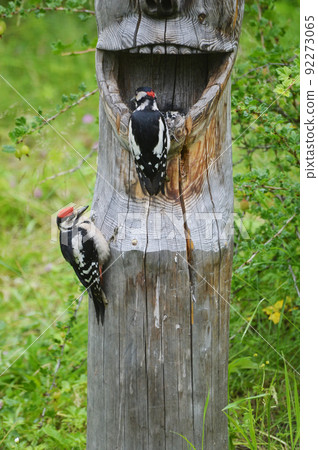 The Large mottled Woodpecker (Lat. Dendrocopos major) and his chick are sitting with their claws hooked on a wooden feeder. The feeder is made by hand from a tree trunk. Male woodpecker and chick  92273065