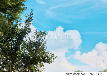 藍天和樹木 92273159