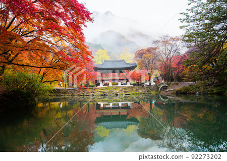 Autumn leaves on the shore of Ssanggyeru Lake at Baekyangsa Temple in Jangseong 92273202