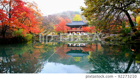 Autumn leaves on the shore of Ssanggyeru Lake at Baekyangsa Temple in Jangseong 92273210