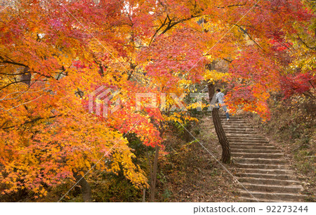 Autumn leaves on the grounds of Seonunsa Temple in Gochang Autumn leaves on the grounds of Seonunsa Temple in Gochang 92273244