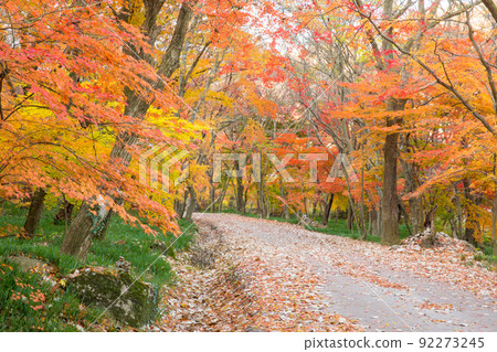 Autumn leaves on the grounds of Seonunsa Temple in Gochang 92273245
