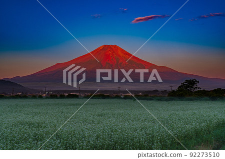 Red Fuji and buckwheat field 92273510