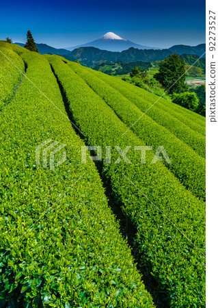 Mt. Fuji over the tea field 92273527