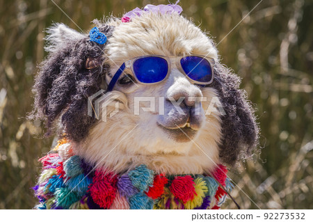 Close-up of Fashion Llama with sunglasses in Peru, South America Close-up of Fashion Llama with sunglasses in Peru, South America 92273532