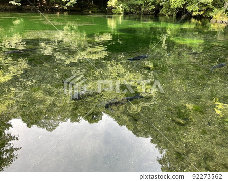Izuruhara Benten Pond, a natural monument designated by the prefecture, selected as one of the 100 Selected Waters 92273562