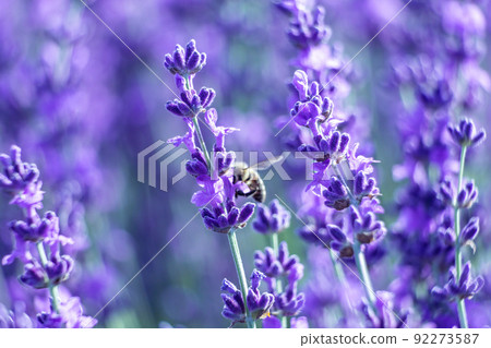 Lavender flower background with beautiful purple colors and bokeh lights. Blooming lavender in a field at sunset in Provence, France. Close up. Selective focus. Lavender flower background with beautiful purple colors and bokeh lights. Blooming lavender in a field at sunset in Provence, France. Close up. Selective focus. 92273587