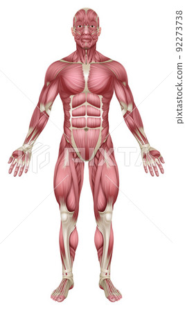 Muscles of Human Body Medical Anatomy Illustration 92273738