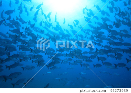 黃銅鰱魚學校（魚學校） 92273989