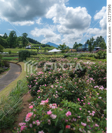 Ishioka City, Ibaraki Prefecture Mt. Tsukuba, Kanto Plain and Rose Garden at Flower Park, Ibaraki Prefecture 92273996