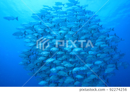 School of brassy chub (fish shadow) School of brassy chub (fish shadow) 92274256