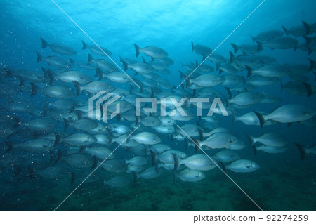 School of brassy chub (fish shadow) 92274259