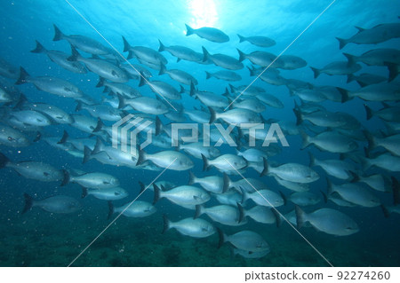 School of brassy chub (fish shadow) School of brassy chub (fish shadow) 92274260