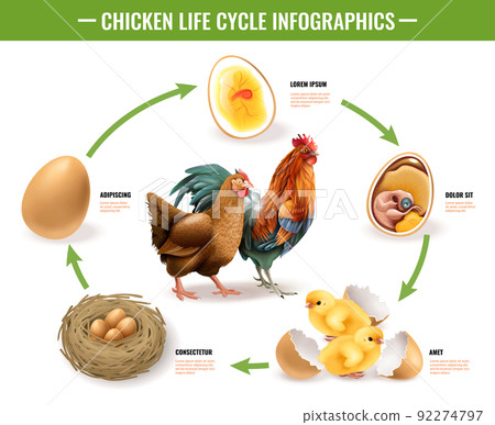 Chicken Life Cycle Infographics Chicken Life Cycle Infographics 92274797