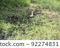 Where ducks go to find pests in paddy fields 92274831