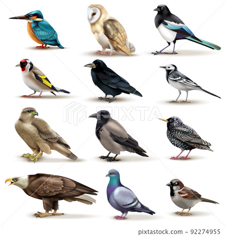 Birds Realistic Fauna Collection 92274955