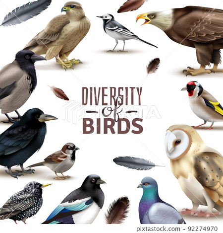 Birds Diversity Frame Composition Birds Diversity Frame Composition 92274970