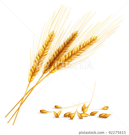 Barley Grain Illustration 92275615