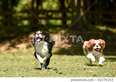 Cavalier playing in a dog run Cavalier playing in a dog run 92276163